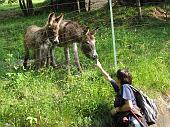 Salita da Fonteno al Monte Boario nel giorno della "Cavalcata tra Monti e Laghi" di Maurizio Agazzi il 6 giugno 2010 - FOTOGALLERY